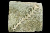 Archimedes Screw Bryozoan Fossil - Illinois #129637-1